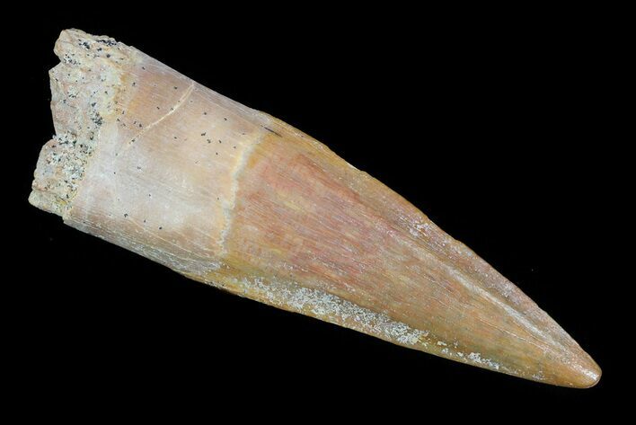 Spinosaurus Tooth - Excellent Tip & Enamel #81061